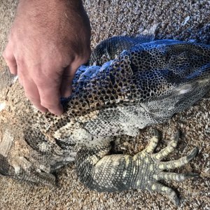 Black Throat Monitor