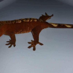 Crested geckos! Great deal