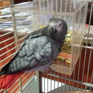 AFRICAN GREY PARROTS READY FOR NE HOMES.