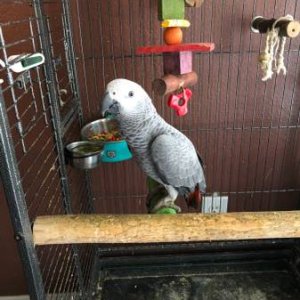 AFRICAN GREY PARROTS READY FOR NE HOMES.