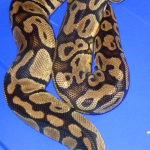 Proven female Pastel Ball Python