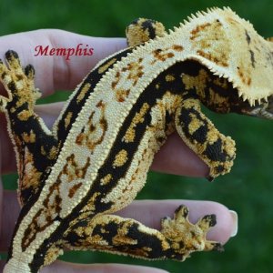 MEMPHIS