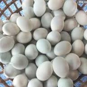 parrot and fertile parrot eggs available