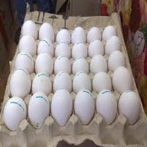 parrot and fertile parrot eggs available