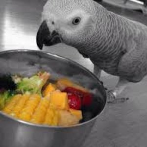 parrot and fertile parrot eggs available