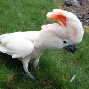 parrot and fertile parrot eggs available