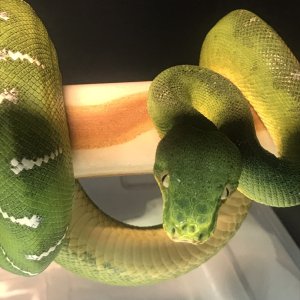 ETB nose defect
