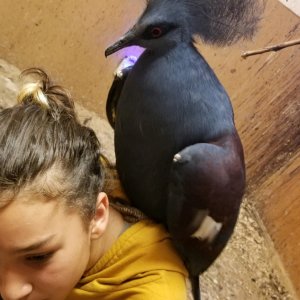 Toucan Jungle