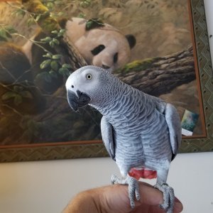 Toucan Jungle