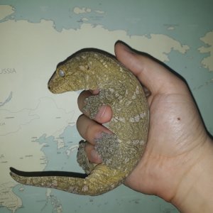 leachianus