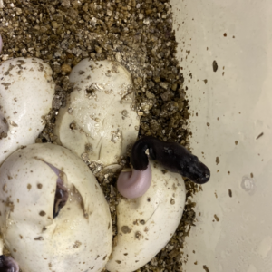 Panda Pied Super Black Pastel Project for Ball Python Lovers!
