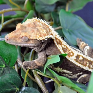 Male Harlequin SD