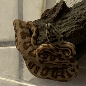 20/20Carmel/ low expression ocelot jags carpet pythons for sale