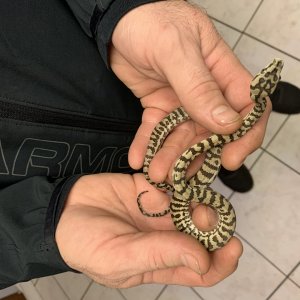 20/20Carmel/ low expression ocelot jags carpet pythons for sale