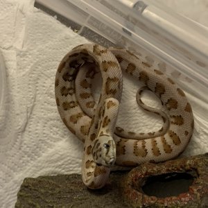 20/20Carmel/ low expression ocelot jags carpet pythons for sale