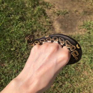 HRA Hatchling, side contrast
