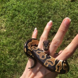 HRA Hatchling, one eye smiley