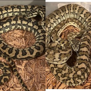 Hypo X Normal stripe PAIR of coastals