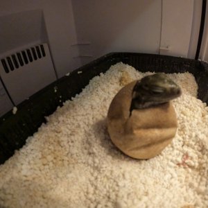 Hatching Cayman Brac
