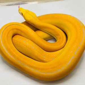 Albino Goldenchild Phantom