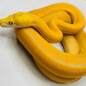 Albino Goldenchild Phantom