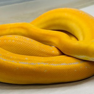 Albino Goldenchild Phantom