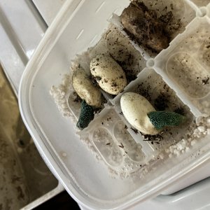 green trees pipping my first clutch
