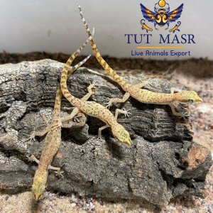 Tropiocolotes-tripolitanus