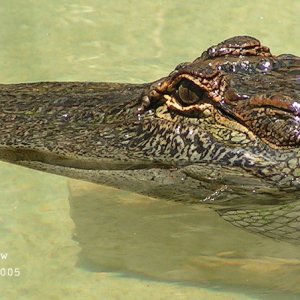 American Alligator 2