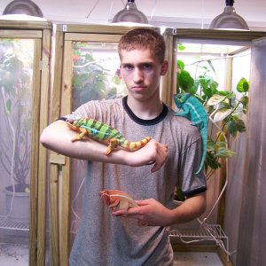 Lead chameleon keeper at Ank-Inc.