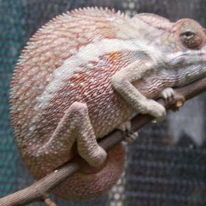 6 month old Ankaramy