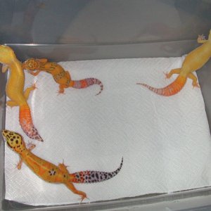 Bell Hybinos, Tang Bell and Het