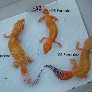 tangerineexamples