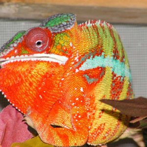 Zimran