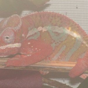 Zaavan
