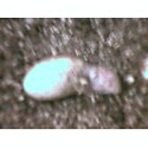 Hatching!