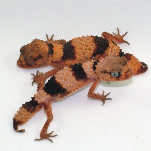 Pair of wheeleri