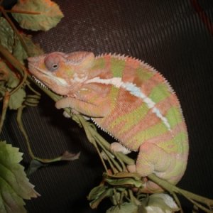 Diego Suarez