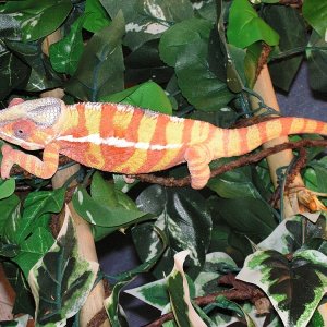 Diego
