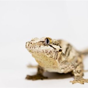 Gargoyle 2