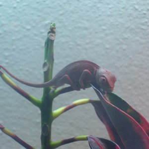 F. pardalis