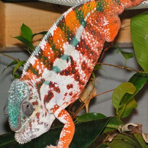 Maroansetra