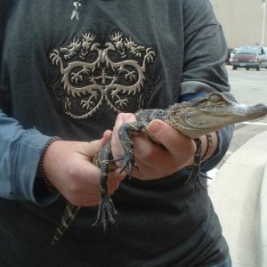 Andre - 20inch American Alligator