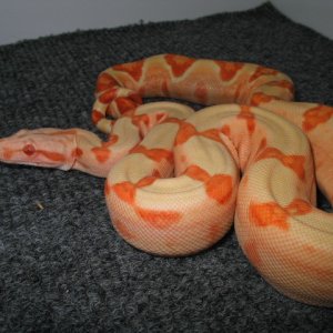 coral sunglow boa