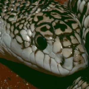 Pit. mel. melanoleucus