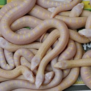 11 eggs; 12 baby snow bulls