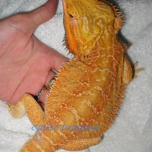 Franz