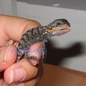 Translucent hatchling