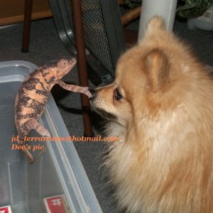 Our chameleon with Simba