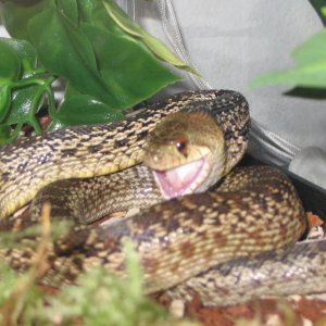 San Diego Gopher Snake feeding